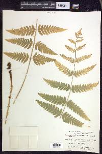 Dryopteris clintoniana image