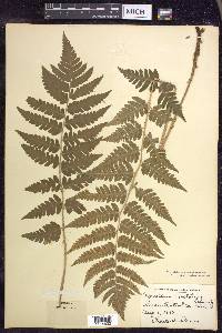 Dryopteris clintoniana image