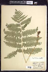 Dryopteris goldieana image