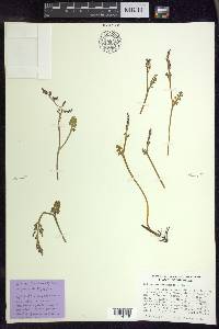 Botrychium minganense image