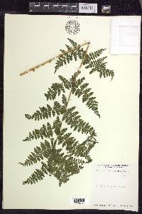 Dryopteris × triploidea image