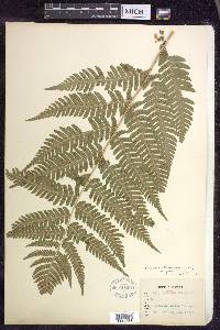 Dryopteris goldieana image