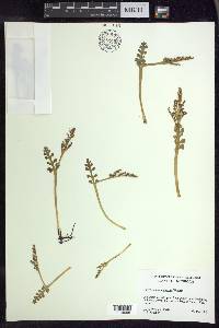 Botrychium minganense image