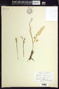 Botrychium minganense image