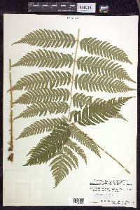 Dryopteris goldieana image