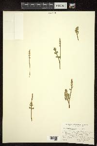 Botrychium simplex image