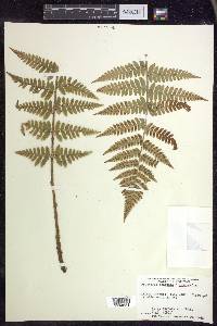 Dryopteris × boottii image