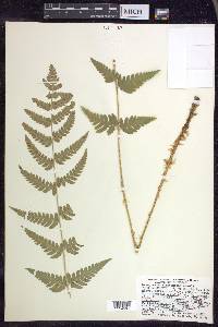 Dryopteris clintoniana image