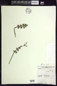 Botrychium neolunaria image