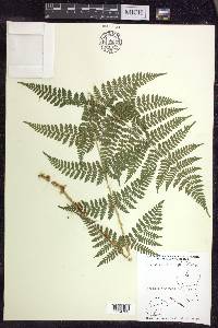 Dryopteris × triploidea image