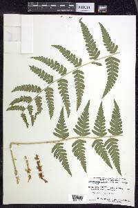 Dryopteris clintoniana image