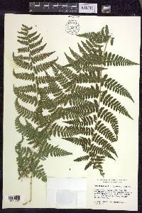 Dryopteris × triploidea image