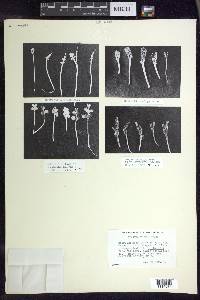 Botrychium neolunaria image