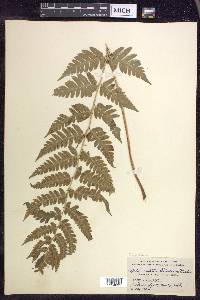 Dryopteris clintoniana image