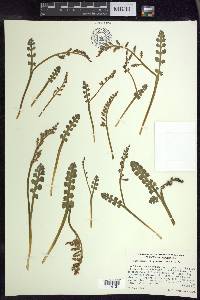 Botrychium minganense image