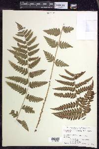 Dryopteris clintoniana image