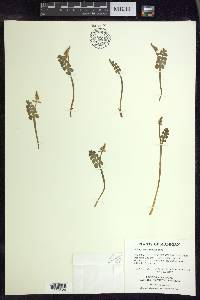 Botrychium minganense image