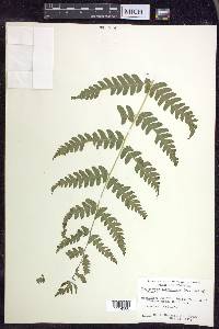 Dryopteris clintoniana image