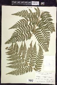 Dryopteris × triploidea image