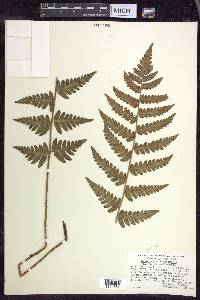 Dryopteris clintoniana image