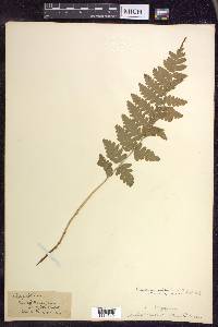 Dryopteris clintoniana image