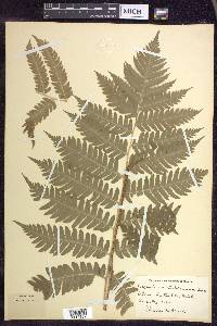 Dryopteris goldieana image