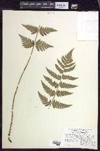 Dryopteris clintoniana image