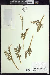 Botrychium minganense image