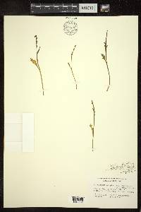 Botrychium tenebrosum image