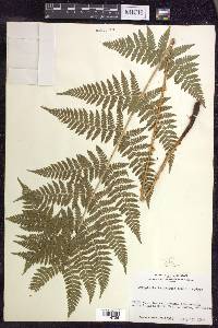 Dryopteris × triploidea image