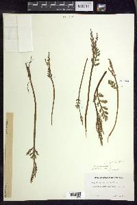 Botrychium matricariifolium image