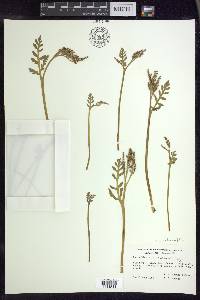 Botrychium matricariifolium image