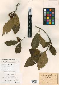 Alnus jorullensis image