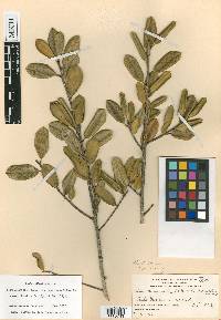 Ilex opaca var. arenicola image