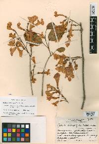 Bignonia neoheterophylla image