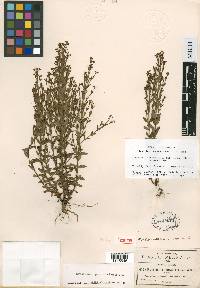 Hypericum philonotis image