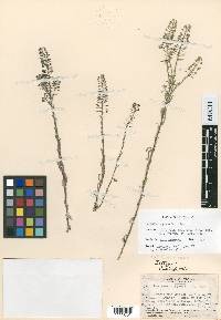 Sphaerocardamum stellatum image