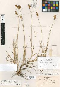 Carex davyi image