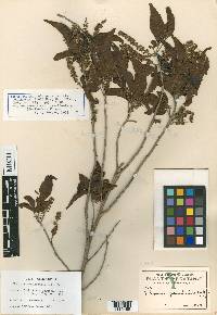 Thouinia canescens image