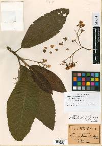 Saurauia serrata image