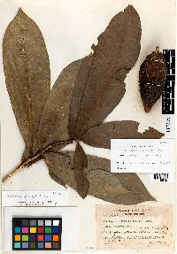 Amphitecna apiculata image