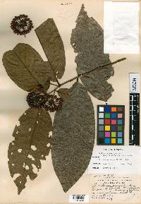 Guatteria diospyroides image