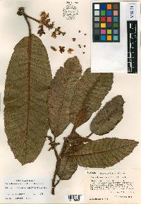 Saurauia madrensis image