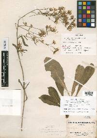 Thelypodium integrifolium image