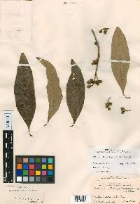 Avicennia bicolor image
