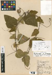 Passiflora sublanceolata image