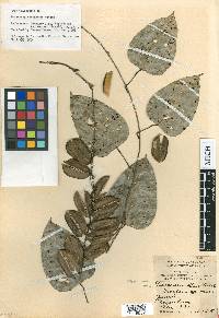 Dioscorea bartlettii image