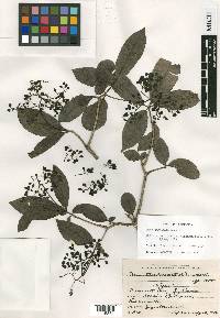 Neea turbinata image