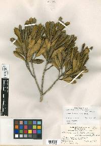 Ilex opaca var. arenicola image