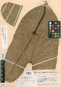 Anthurium lucens image